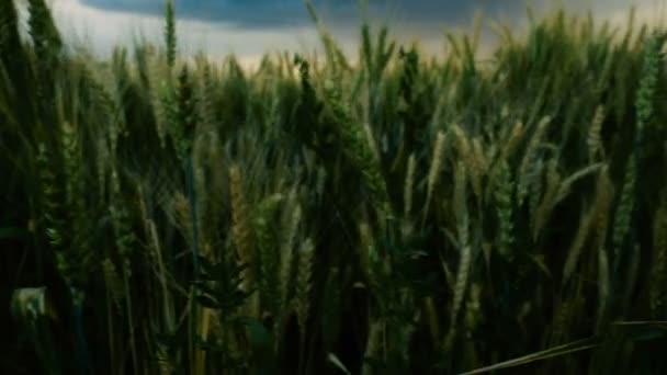 Nubes tormentosas son gris-azul sobre el campo con trigo de grano Tarde puesta de sol oscuro Verano — Vídeo de stock