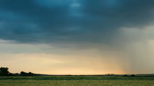 Stürmische Wolken sind grau-blau über dem Feld mit Kornweizen Abendzeit Sonnenuntergang dunkle Sommerrutsche — Stockvideo