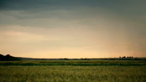 Stormachtige wolken zijn grijs-blauw over het veld met korrel tarwe tijd 's avonds zonsondergang donkere zomer dia — Stockvideo