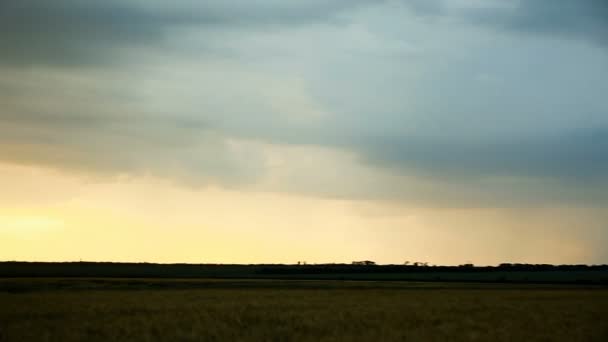 Nubes tormentosas son gris-azul sobre el campo con trigo de grano Tarde puesta de sol oscuro Diapositiva de verano — Vídeos de Stock