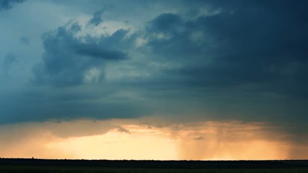 Nubes tormentosas son gris-azul sobre el campo con trigo de grano Tarde puesta de sol oscuro Verano — Vídeos de Stock