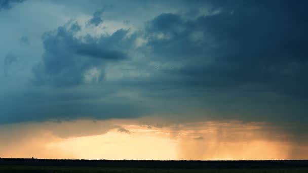 Nuvole tempestose sono grigio-blu sul campo con grano grano Tempo di sera tramonto scuro Estate — Video Stock