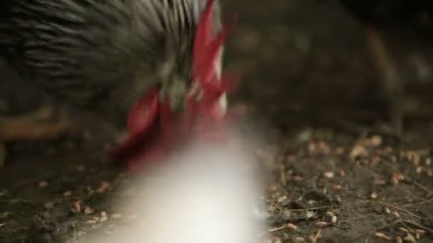 Černý kohout jí pšenice ze země, na farmě. Chodí s odůvodněním, že jeho tlapky jsou viditelné. — Stock video