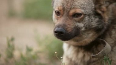 Köpek zinciri çok cins üzerinde bağlayıcı dalgalar kuyruğunu kamera yawns portre yakın çekim görünüyor oturur