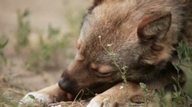 Köpek oturur çok cins üzerinde bağlayıcı kamera yalıyor pençe tarak pire portre seyir ne yazık ki zincir