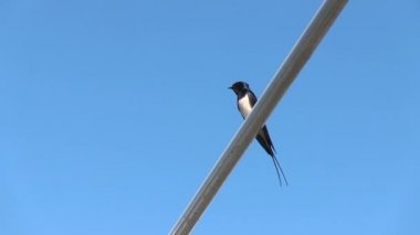 Metal boru Arch mavi gökyüzü cıvıltılarını heyecan arka plan üzerinde siyah marlet oturur