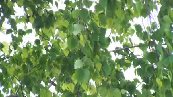 Achtergrond van de groene bladeren en takken van berk zwaaien in de wind — Stockvideo