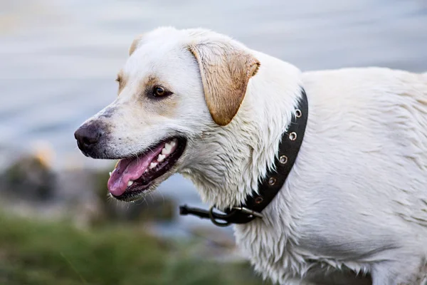 Biały labrador retriever — Zdjęcie stockowe