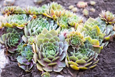  yeşil çok küçük