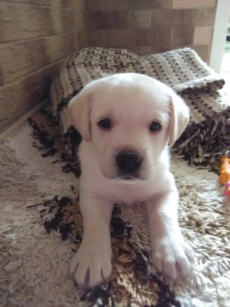 白のラブラドル レトリーバー犬の小さな子犬 — ストック写真