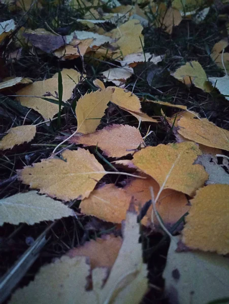 Herbstgelbe Blätter Von Bäumen — Stockfoto
