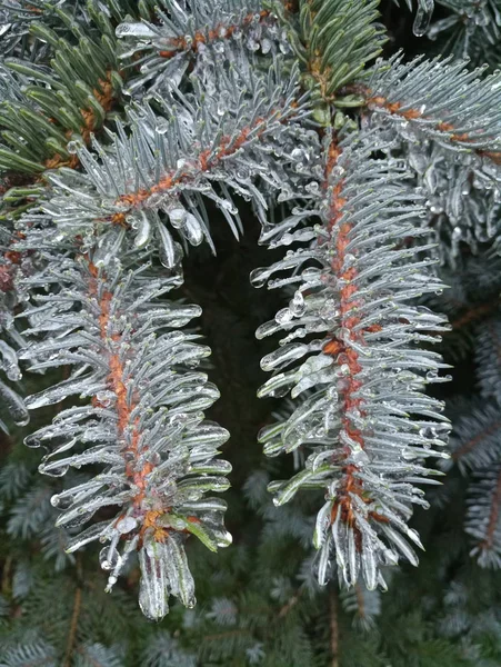 Albero Sotto Ghiaccio — Foto Stock