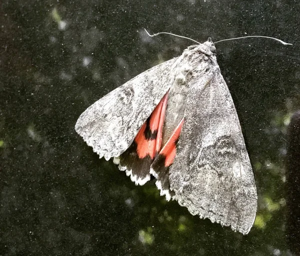 Grå Natt Moth Glas — Stockfoto