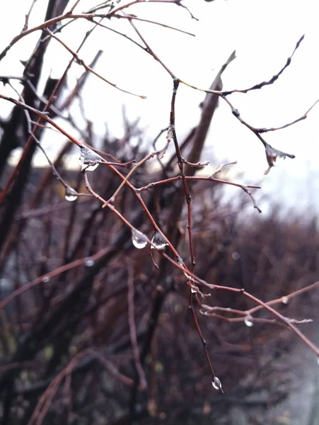 Les Branches Buisson Sont Des Égratignures Pluie — Photo