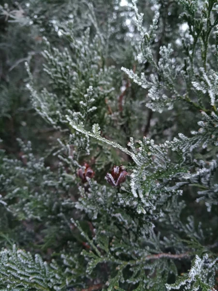 Conifere Nella Neve — Foto Stock