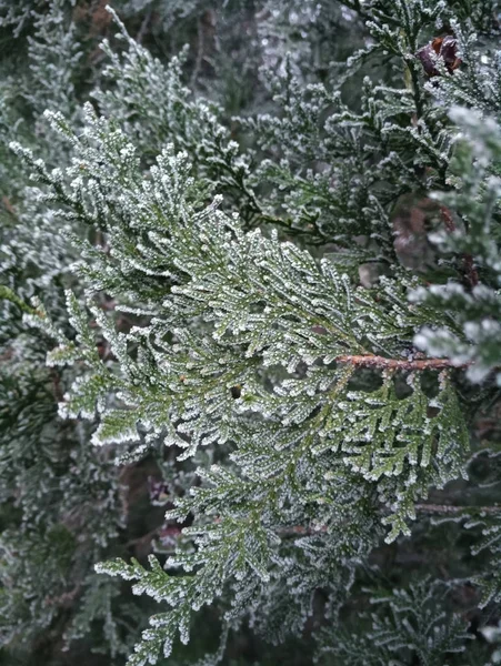 雪地里的针叶树 — 图库照片