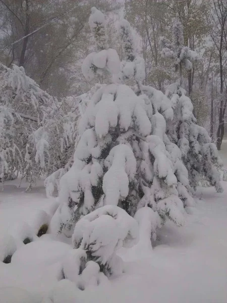 Karácsonyfa Hóban — Stock Fotó