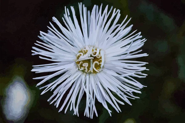 Valkoinen Aster Tummalla Pohjalla — vektorikuva