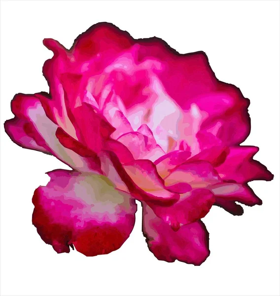 Розовая Красивая Яркая Роза — стоковый вектор