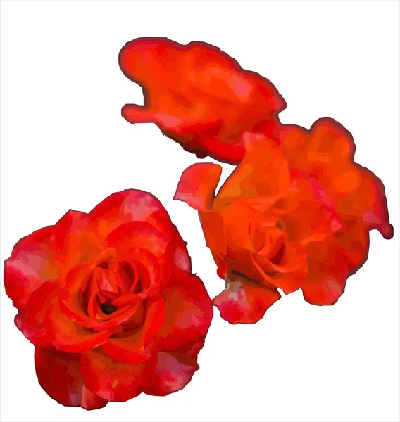 Vermelho Bela Rosa Brilhante —  Vetores de Stock