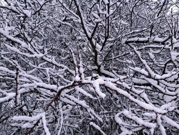 Paisaje Invierno Cubierto Nieve — Foto de Stock