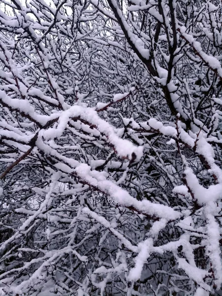 Paisaje Invierno Cubierto Nieve — Foto de Stock