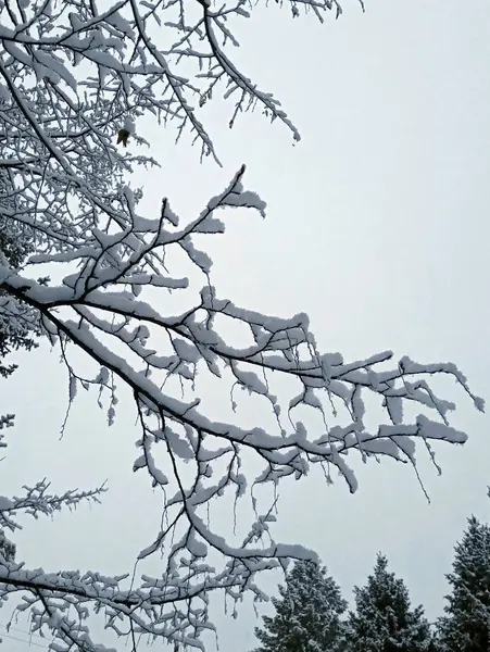 雪に覆われた冬の風景 — ストック写真