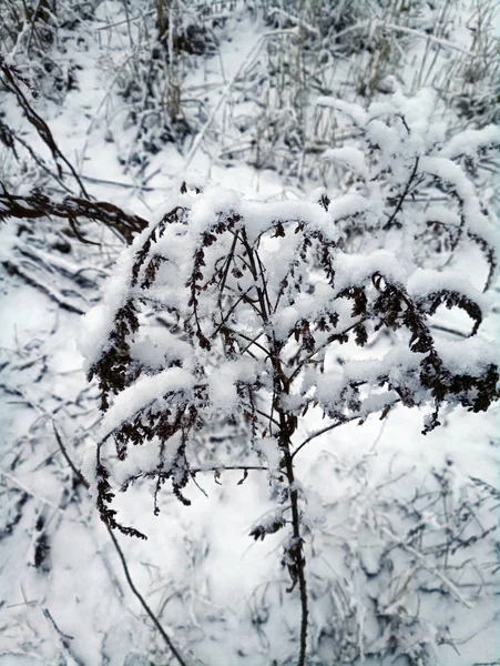 Schneebedeckte Winterlandschaft — Stockfoto