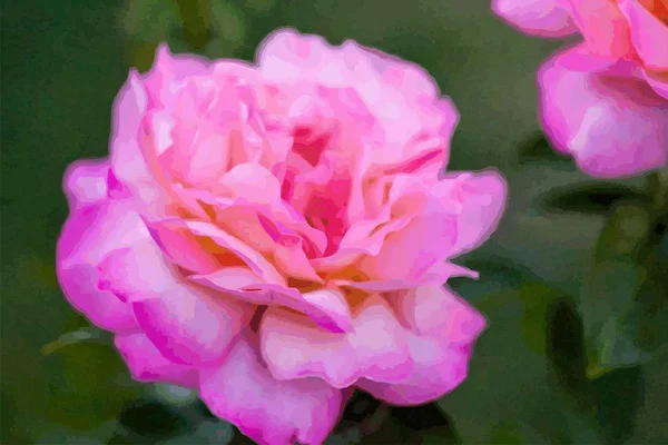 Schöne Rosa Rose Vektor — Stockvektor