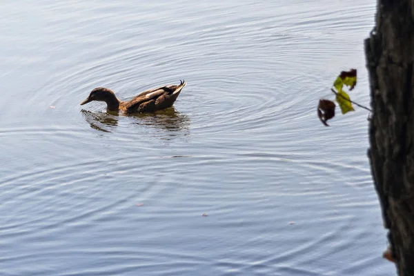 Pato Lago — Fotografia de Stock