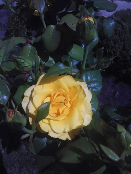 Amarelo Bela Rosa Canteiro Flores — Fotografia de Stock