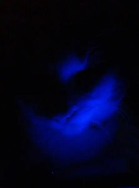 青紫色の光の下で眠っている猫 — ストック写真