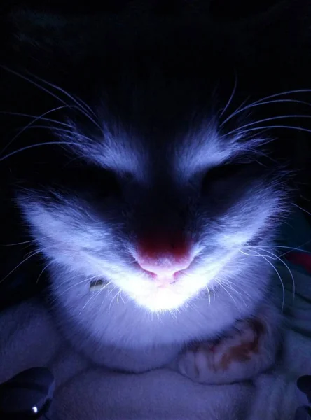 Γάτα Κοιμάται Κάτω Από Φως Μπλε Βιολετί — Φωτογραφία Αρχείου