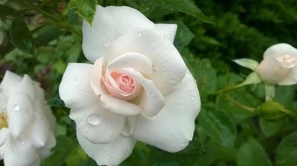 Белая Роза Каплях Росы — стоковое фото