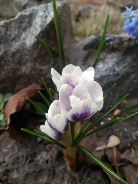 Delicadas Flores Cocodrilo Blanco Púrpura Flores Primavera — Foto de Stock