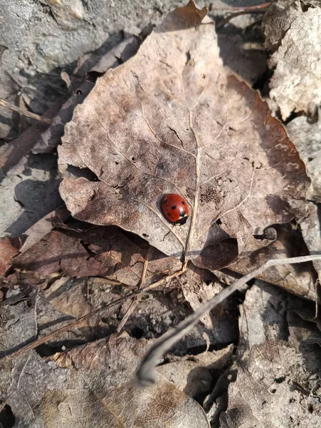 Güneşte Kuru Bir Yaprağın Üzerindeki Uğur Böceği — Stok fotoğraf