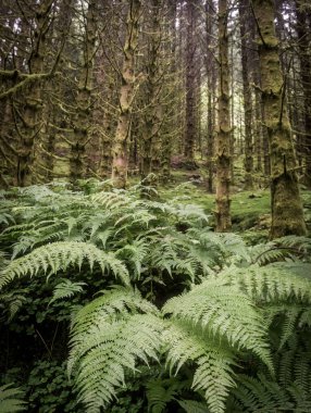 karanlık korkutucu Ladin ağacı orman