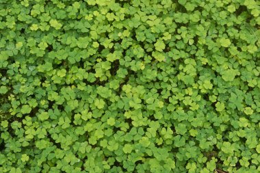 Yeşil renkli ahşap kuzukulağı