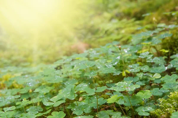 Zielone tło Szczawik zajęczy i słońce — Zdjęcie stockowe