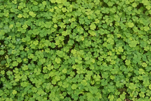 Fond vert bois oseille — Photo