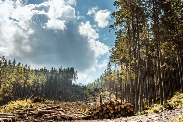 Log stapels langs het bos weg — Stockfoto