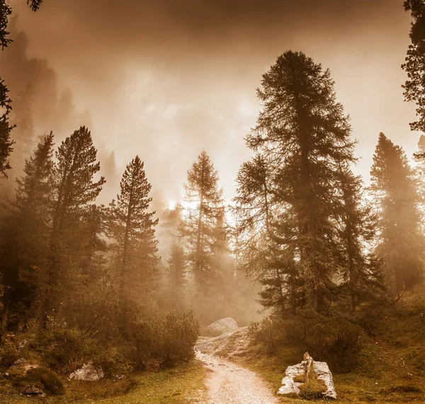 木漏れ日と美しい松の林 — ストック写真