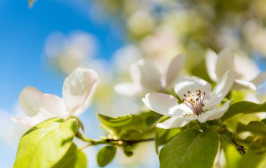 Bahar. Yeni gelişen ağaç brunch beyaz çiçekli