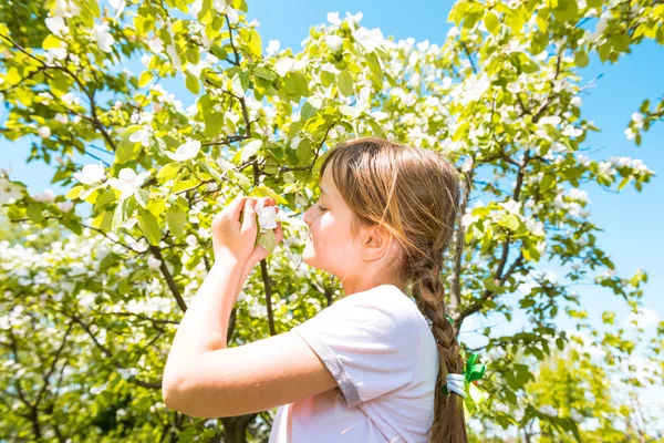 女の子の手引きの果樹園でリンゴ花が咲き — ストック写真