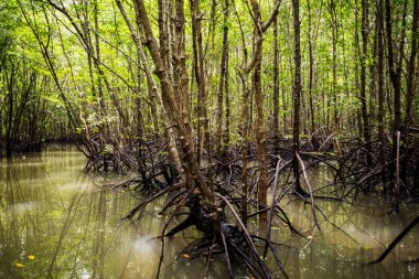 Mangrov ağaçlar Tayland Andaman Denizi'nde