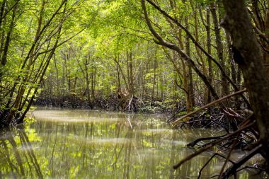Mangrov ağaçlar Tayland Andaman Denizi'nde