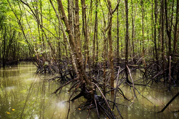 Mangrov ağaçlar Tayland Andaman Denizi'nde — Stok fotoğraf