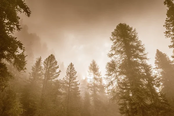 Hermoso bosque de pinos y rayos de sol —  Fotos de Stock