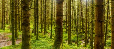 Güneşli Ladin ağacı orman