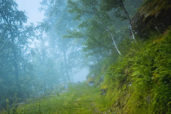 어두운 무서운 낙 엽 숲 — 스톡 사진
